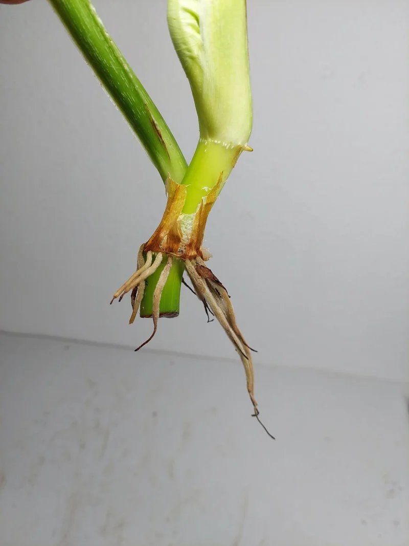 Philodendron Mamei Aurea Steckling