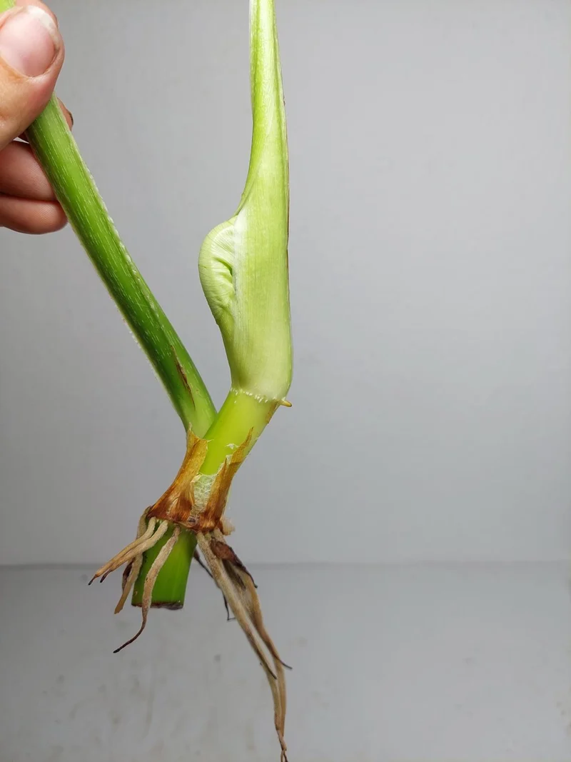 Philodendron Mamei Aurea Steckling