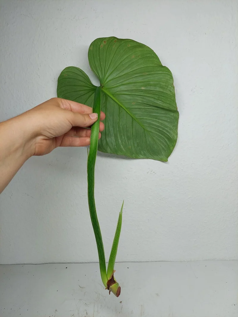 Philodendron Mamei Aurea Steckling