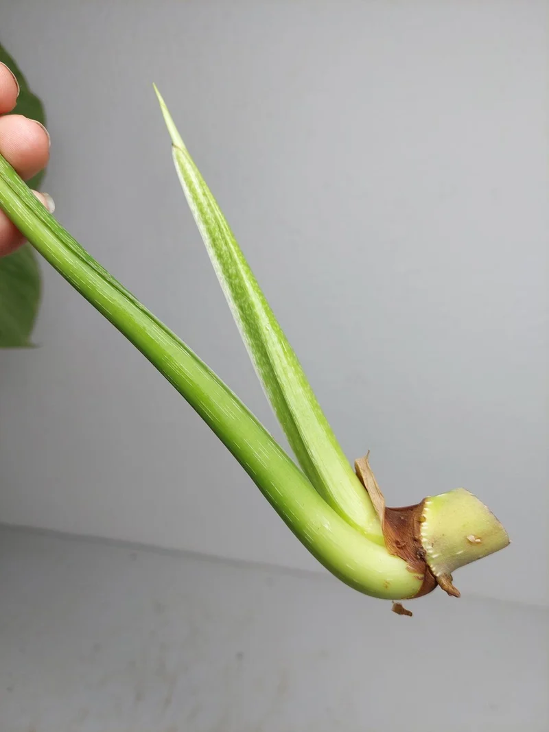 Philodendron Mamei Aurea Steckling