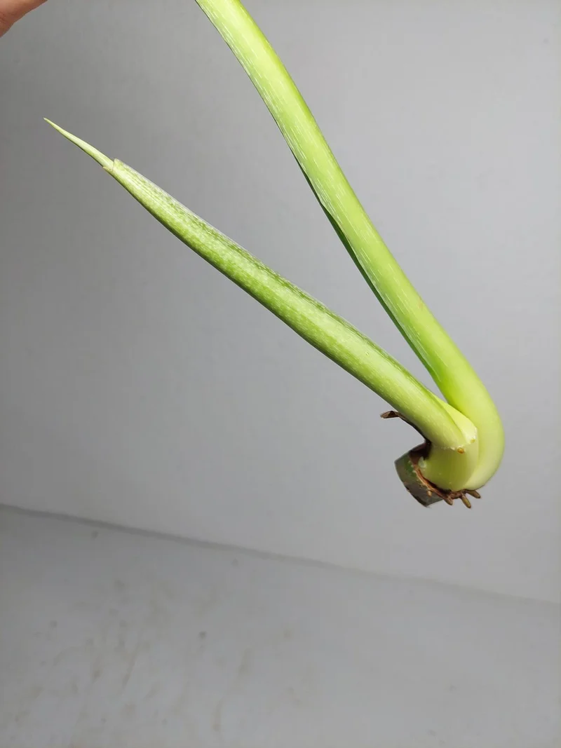 Philodendron Mamei Aurea Steckling