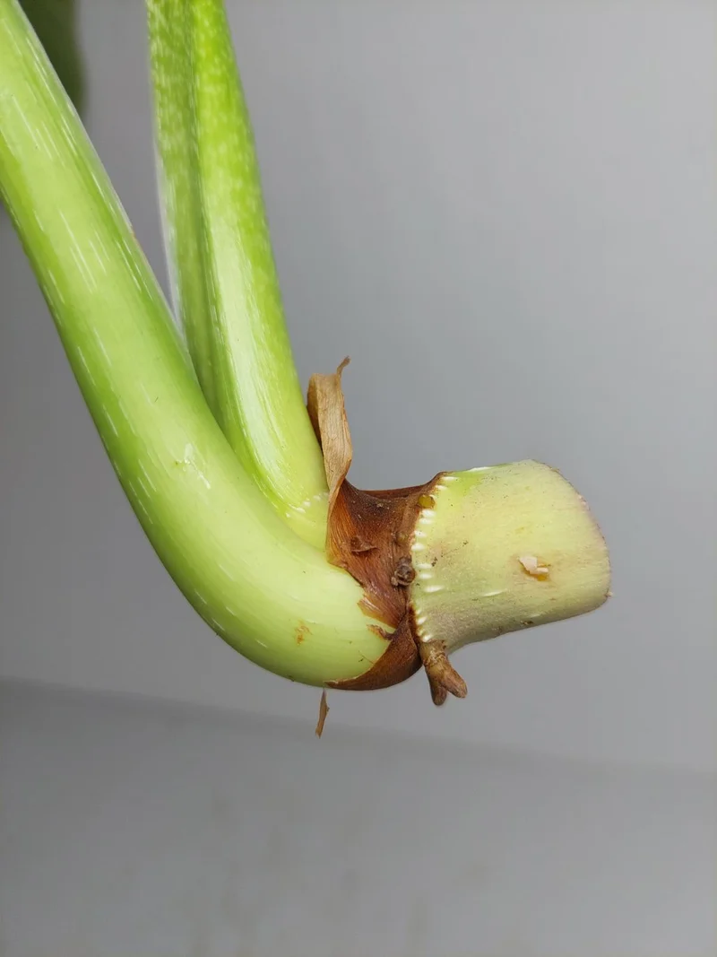 Philodendron Mamei Aurea Steckling