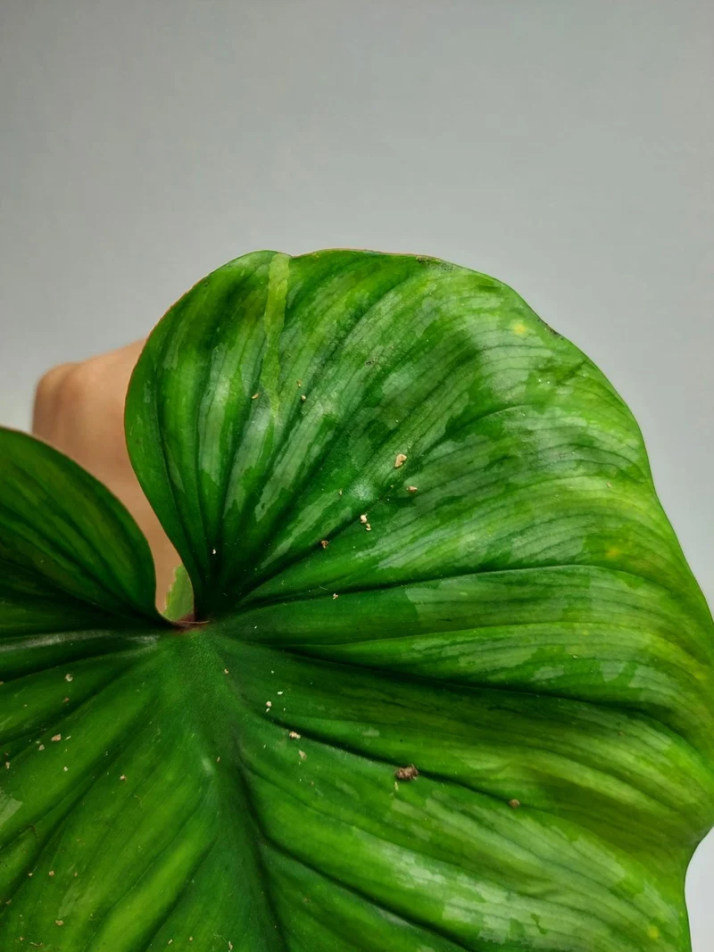 Philodendron Mamei Aurea Steckling