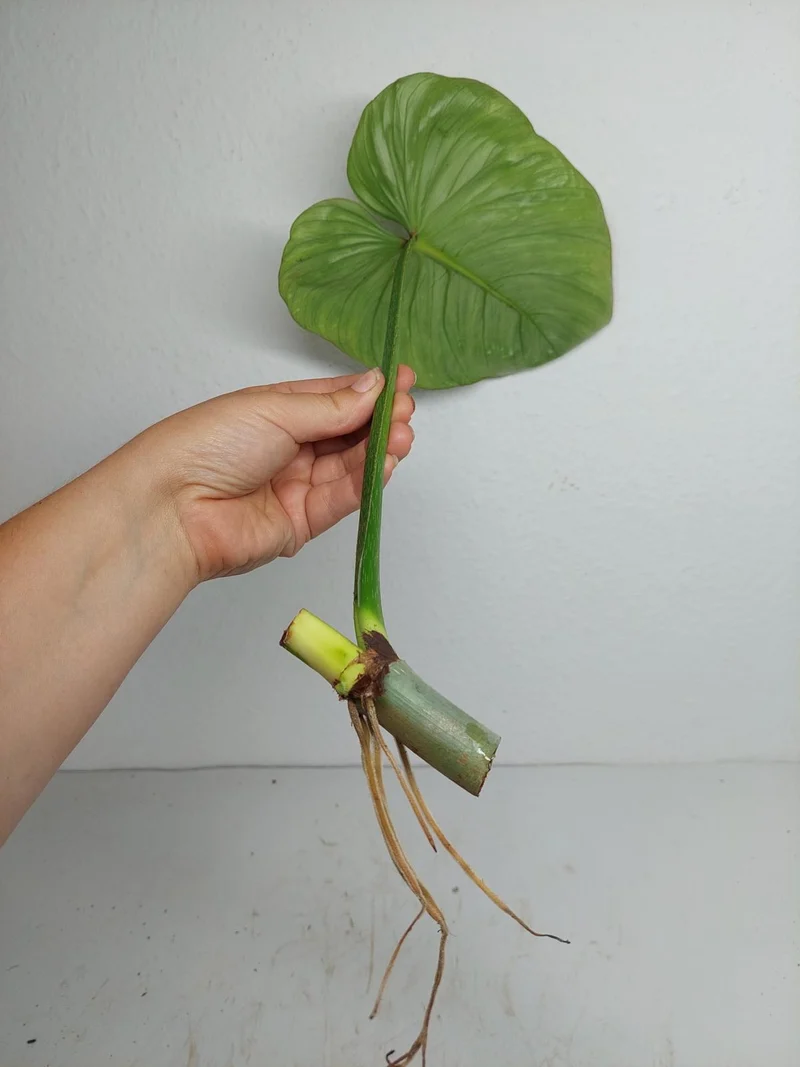 Philodendron Mamei Aurea Steckling