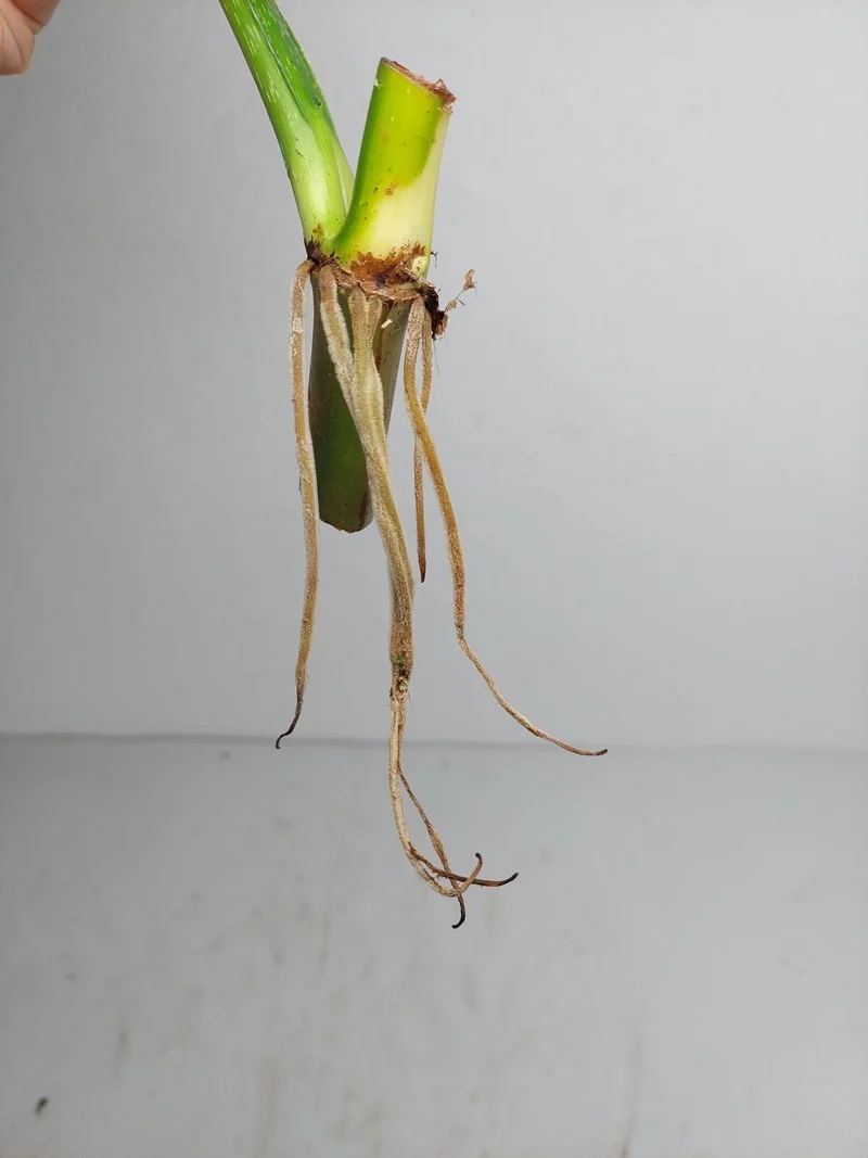 Philodendron Mamei Aurea Steckling