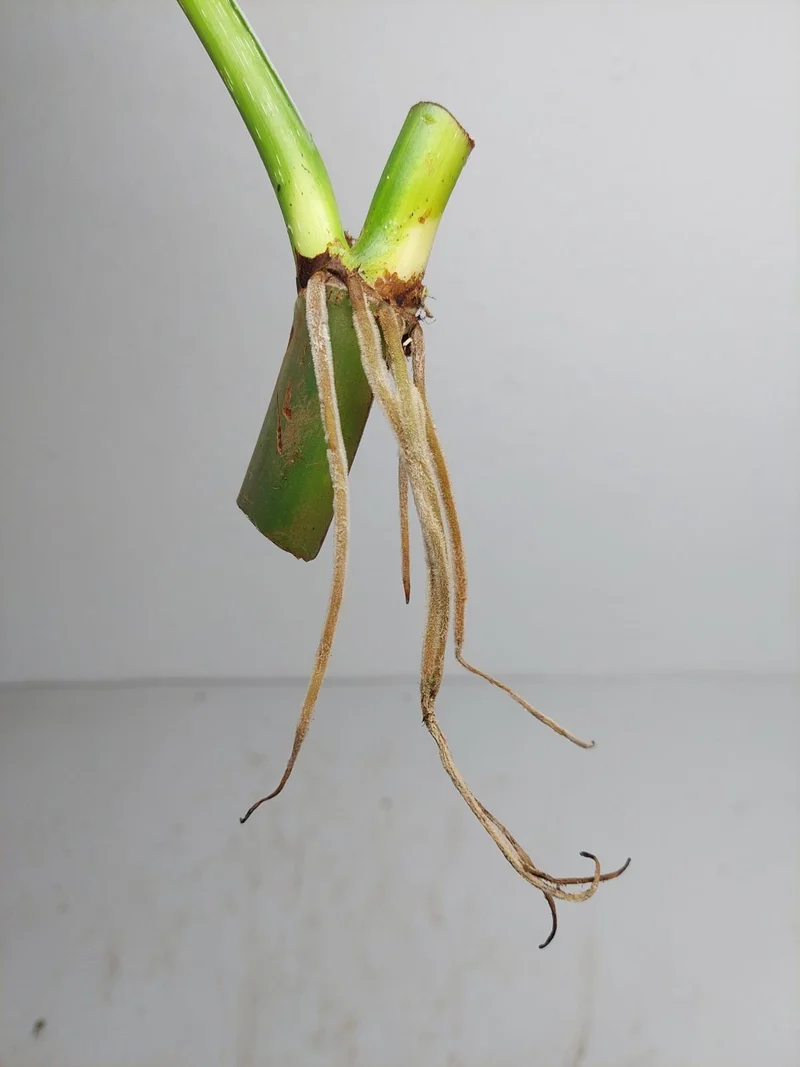 Philodendron Mamei Aurea Steckling