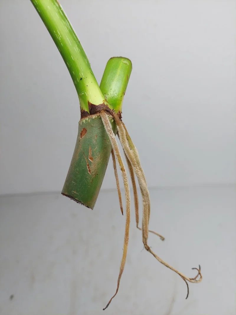 Philodendron Mamei Aurea Steckling