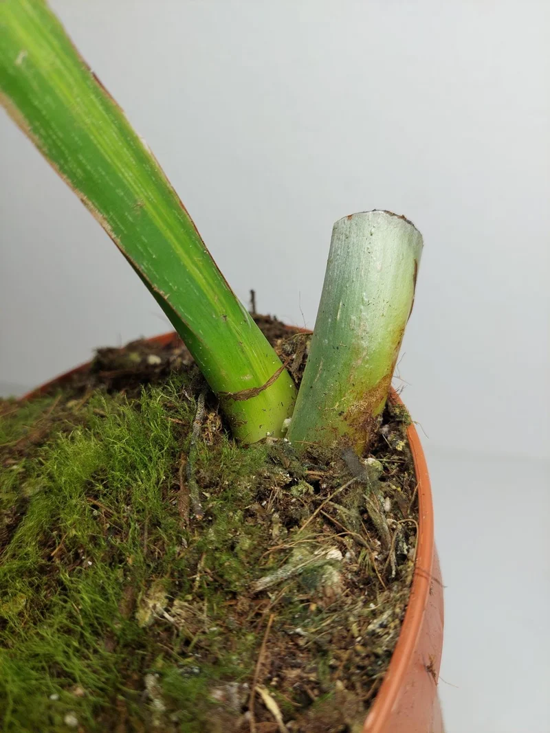 Philodendron Mamei Aurea Steckling