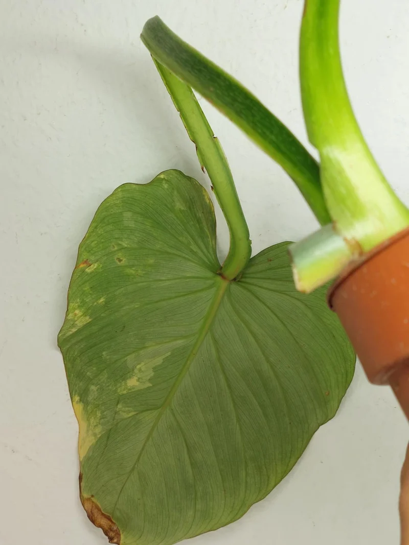 Philodendron Mamei Aurea Steckling