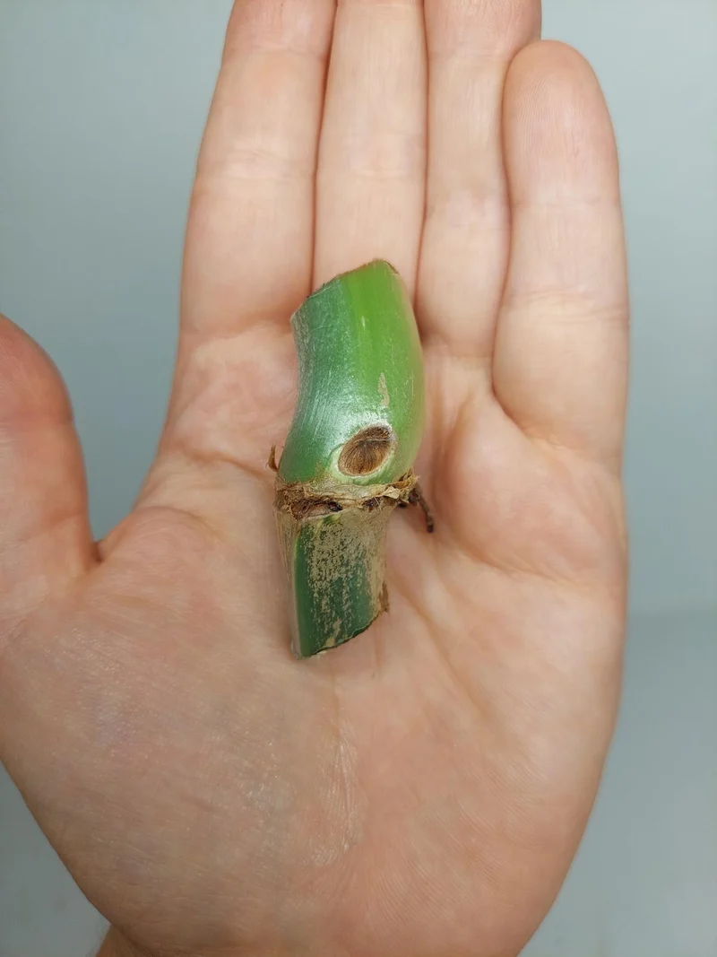 Philodendron Mamei Aurea Steckling