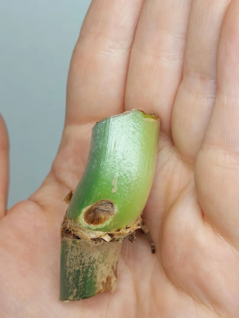 Philodendron Mamei Aurea Steckling
