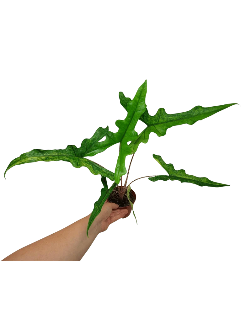 Alocasia Sabrina Aurea