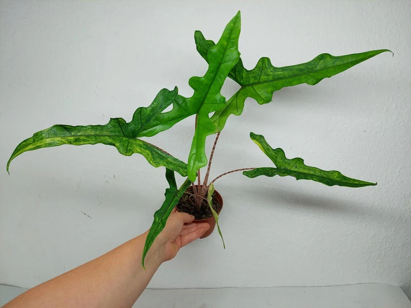 Alocasia Sabrina Aurea