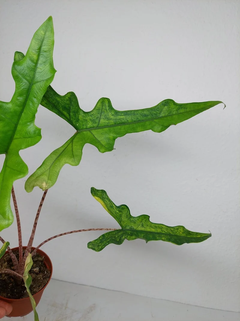 Alocasia Sabrina Aurea