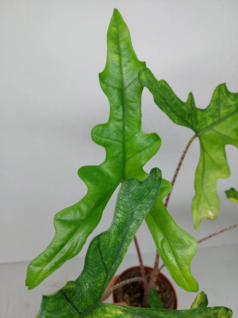 Alocasia Sabrina Aurea