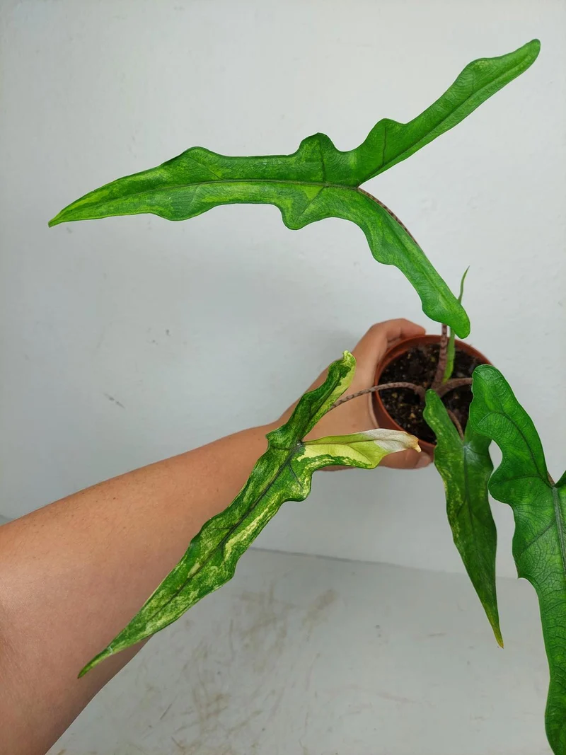 Alocasia Sabrina Aurea