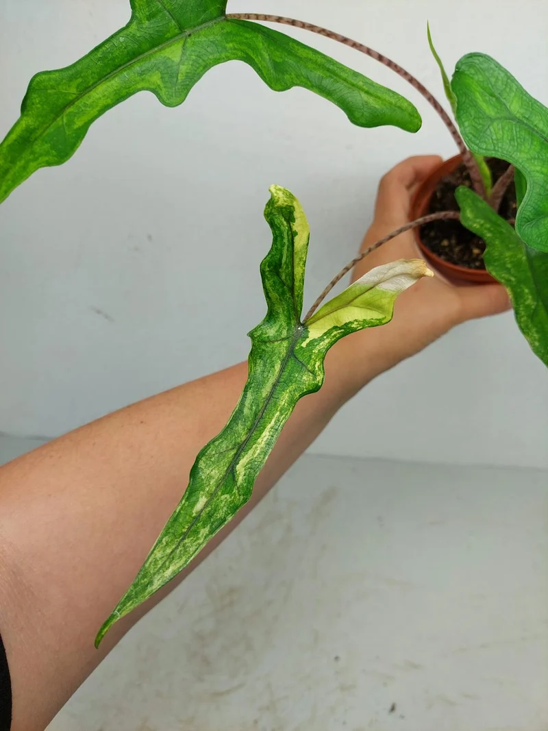 Alocasia Sabrina Aurea