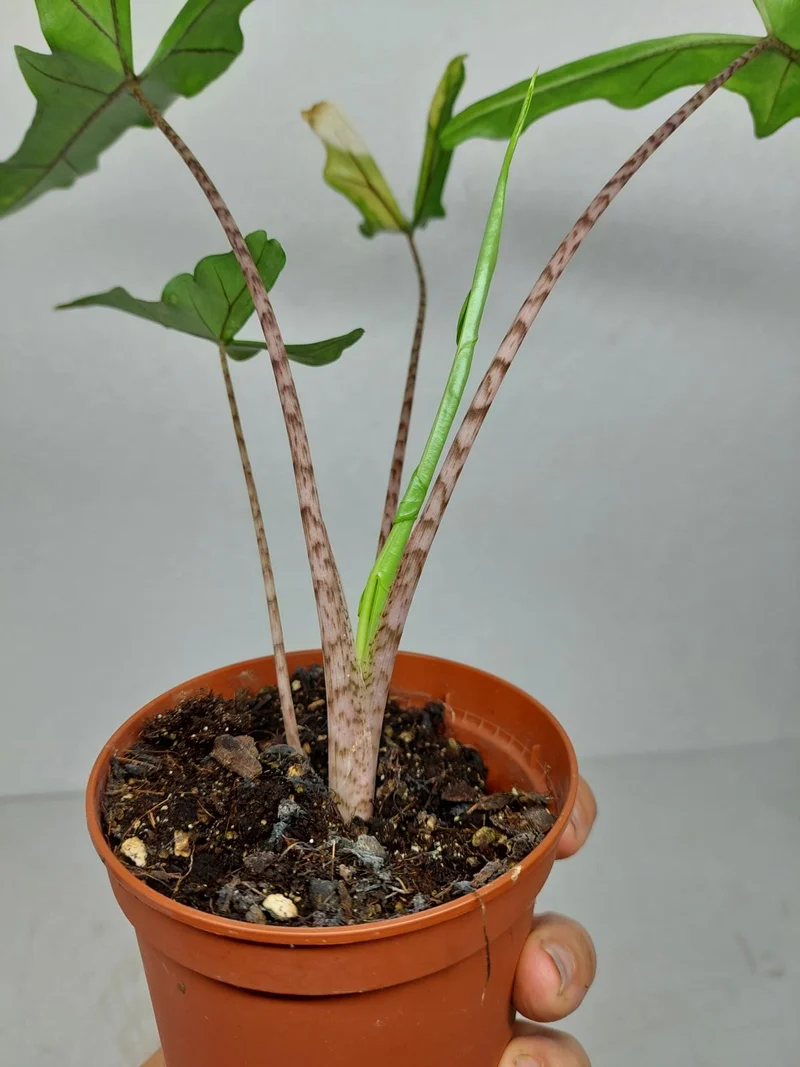 Alocasia Sabrina Aurea