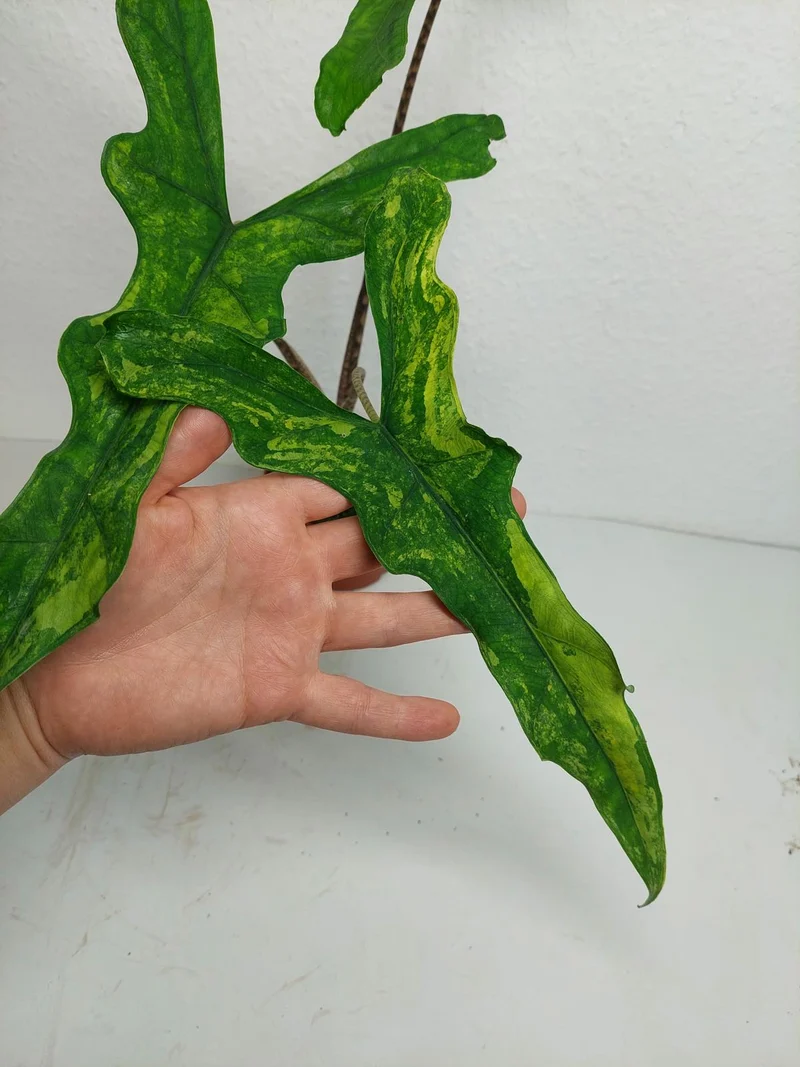 Alocasia Sabrina Aurea