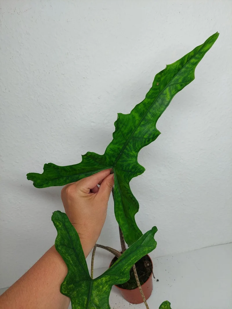 Alocasia Sabrina Aurea