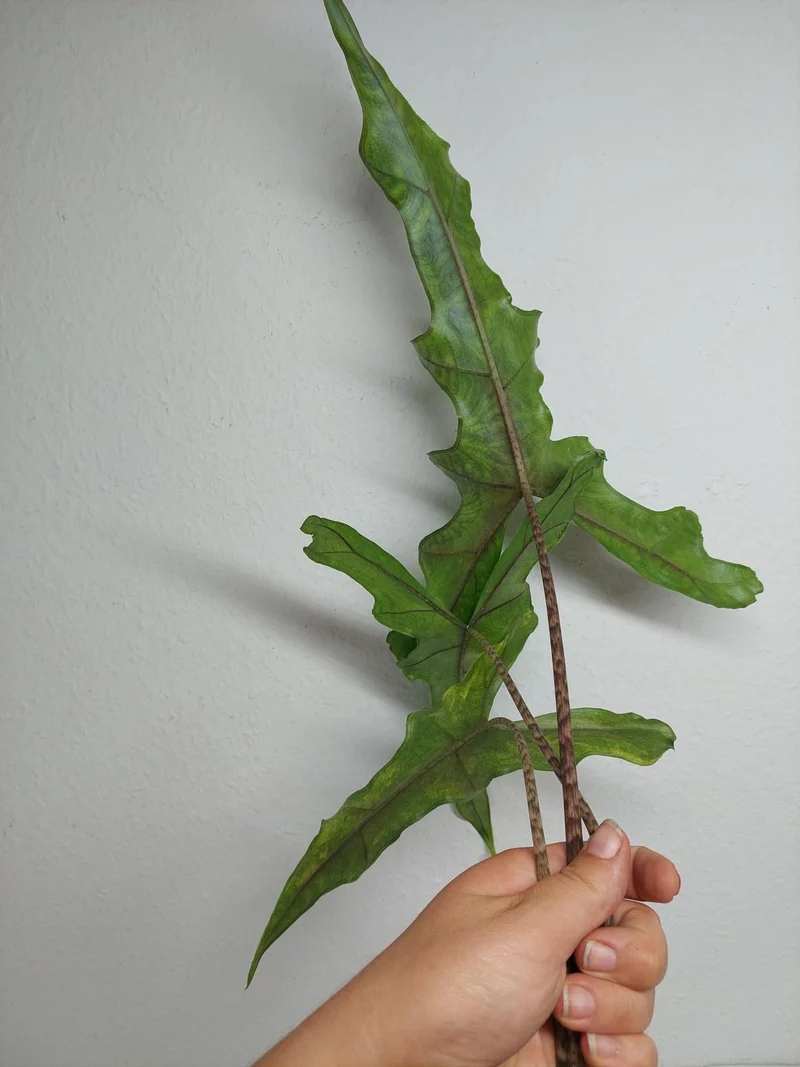 Alocasia Sabrina Aurea
