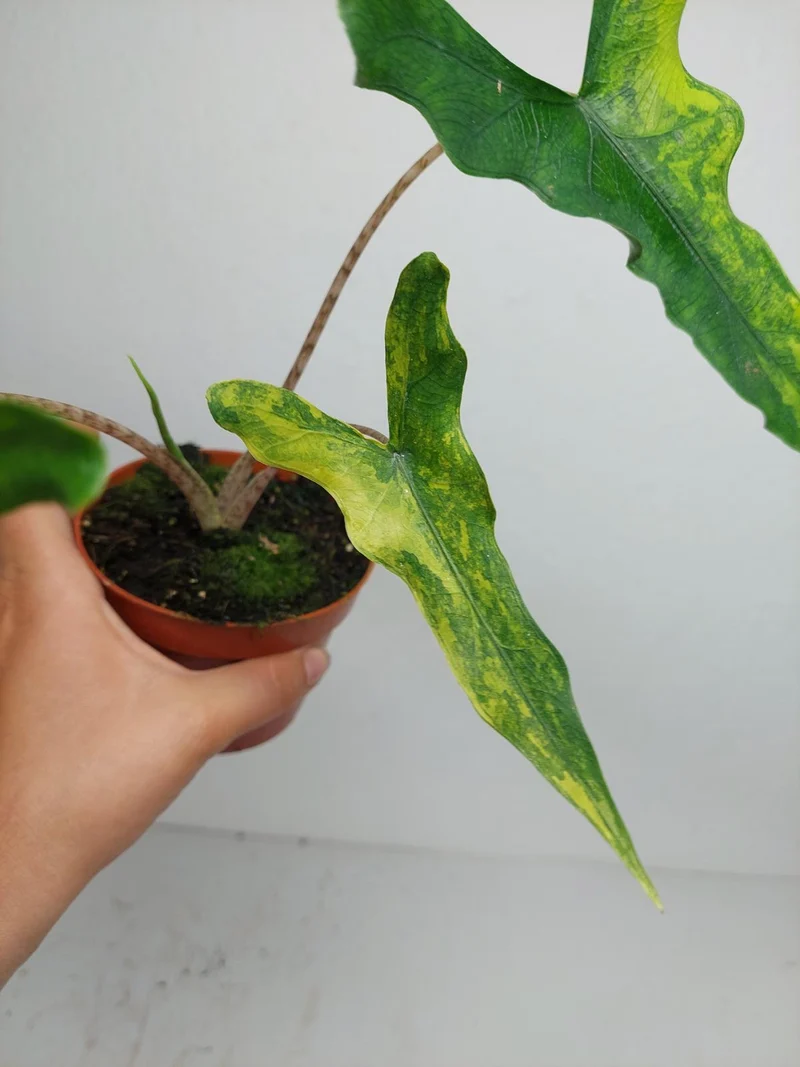 Alocasia Sabrina Aurea