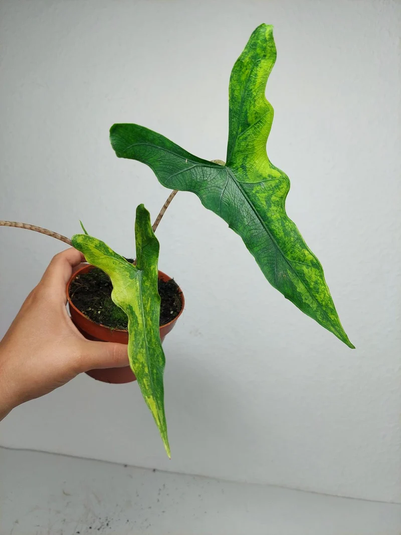 Alocasia Sabrina Aurea