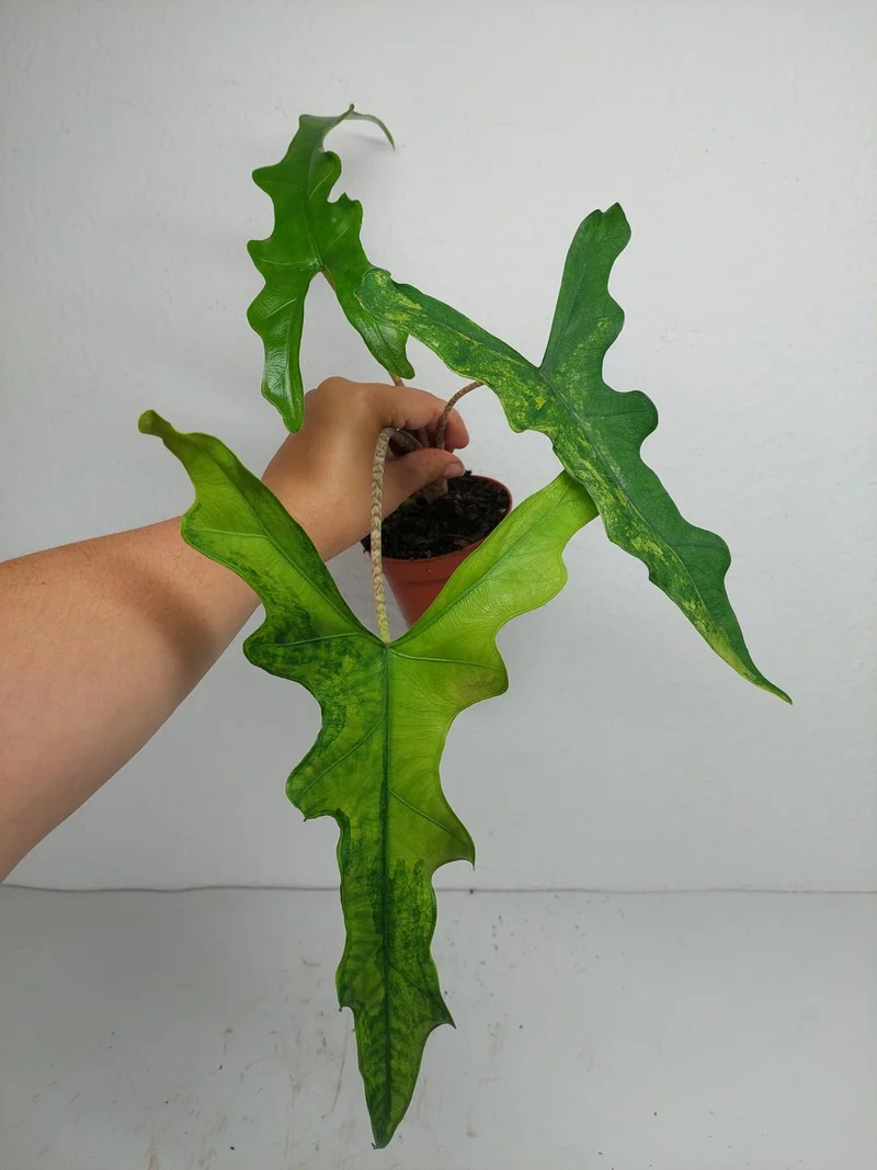 Alocasia Sabrina Aurea