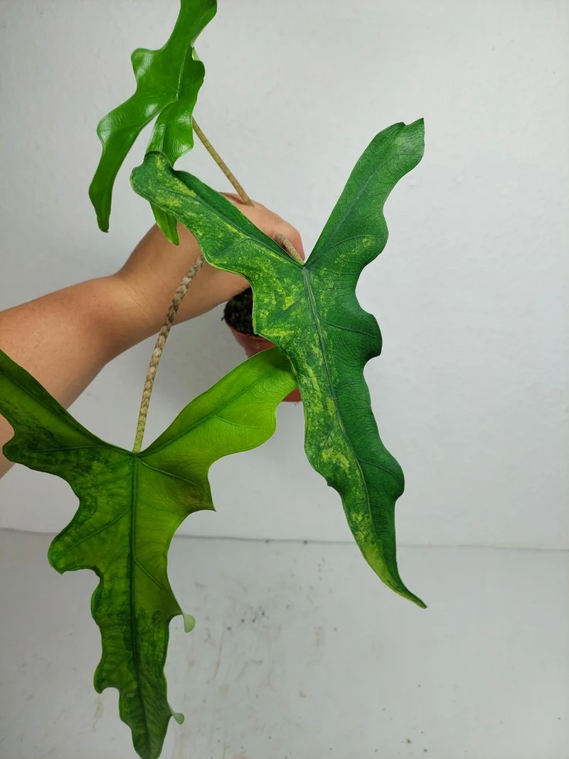 Alocasia Sabrina Aurea