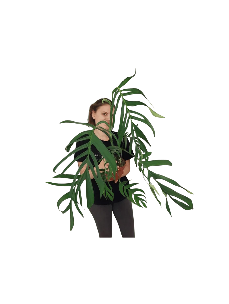 Monstera Croatii XXL