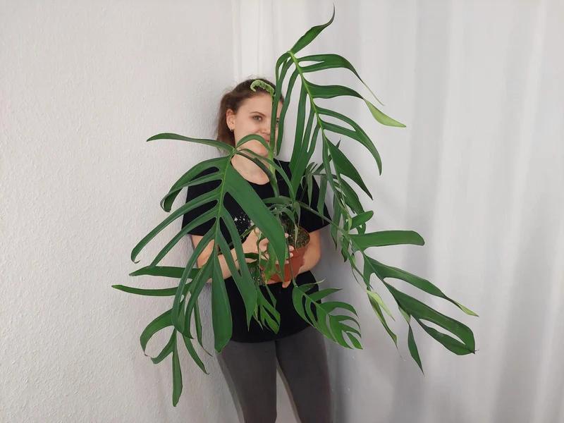 Monstera Croatii XXL