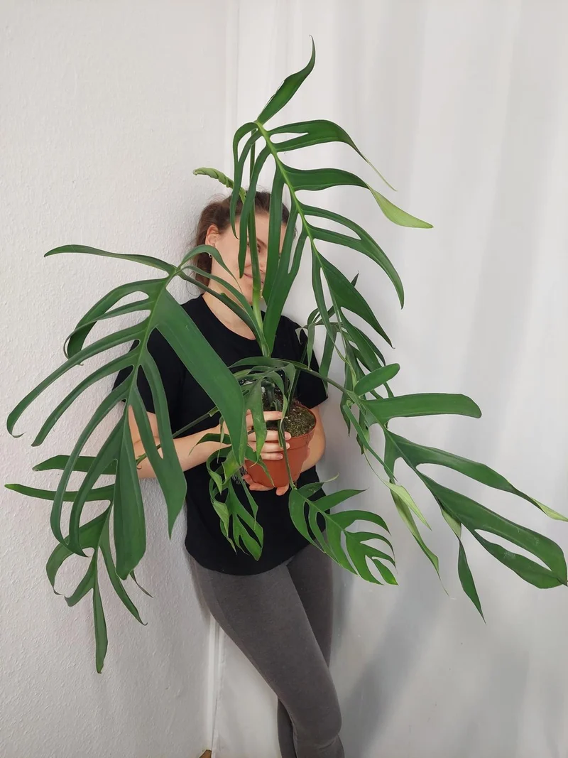 Monstera Croatii XXL