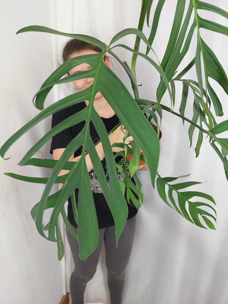 Monstera Croatii XXL