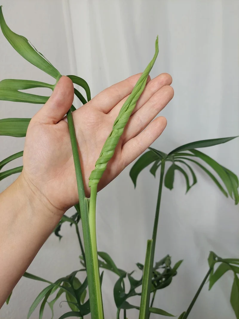 Monstera Croatii XXL