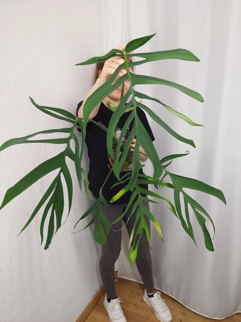 Monstera Croatii XXL