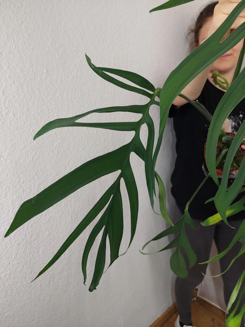 Monstera Croatii XXL