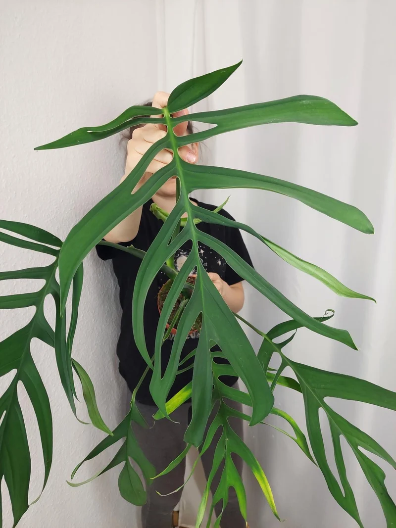 Monstera Croatii XXL