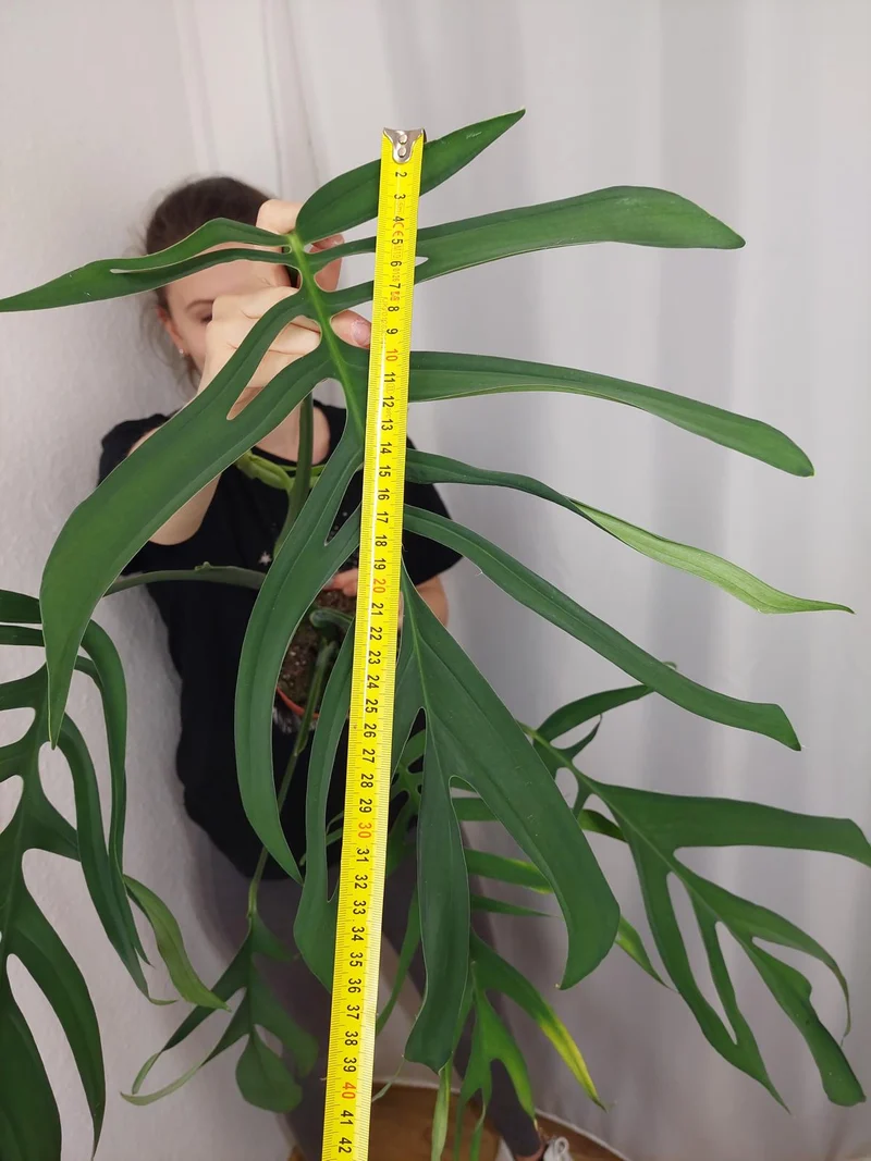 Monstera Croatii XXL