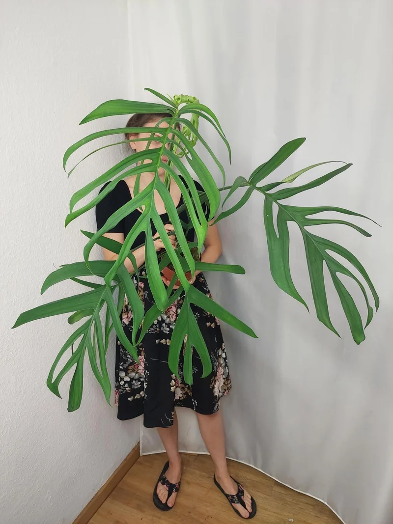 Monstera Croatii XXL