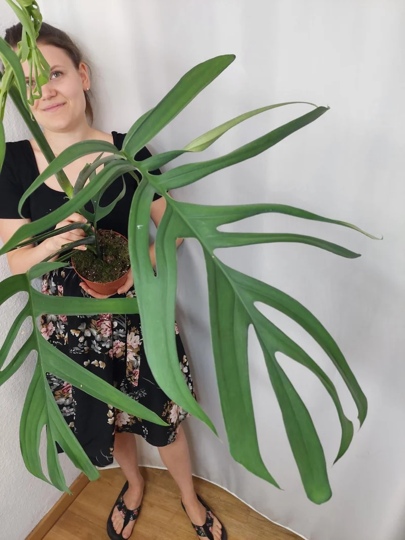 Monstera Croatii XXL