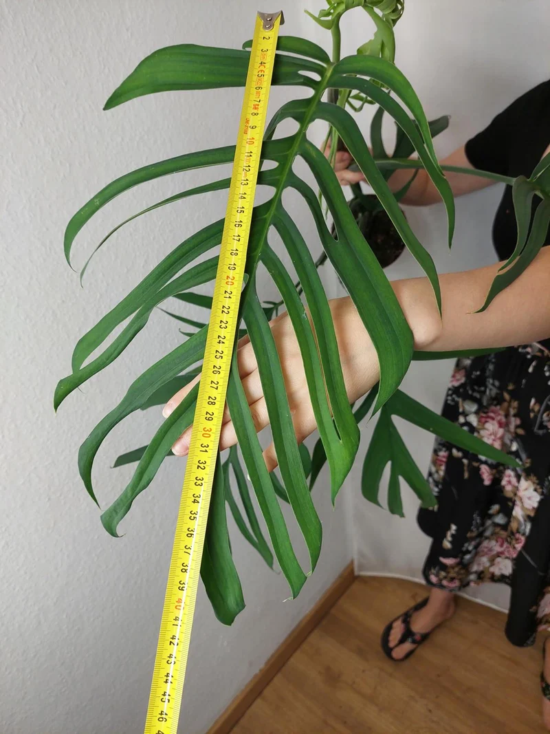 Monstera Croatii XXL