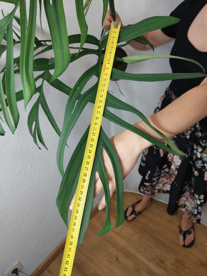 Monstera Croatii XXL