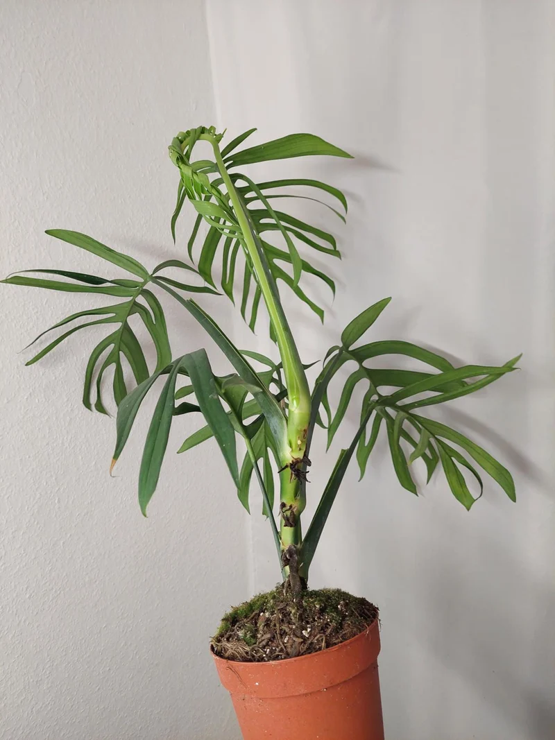 Monstera Croatii XXL