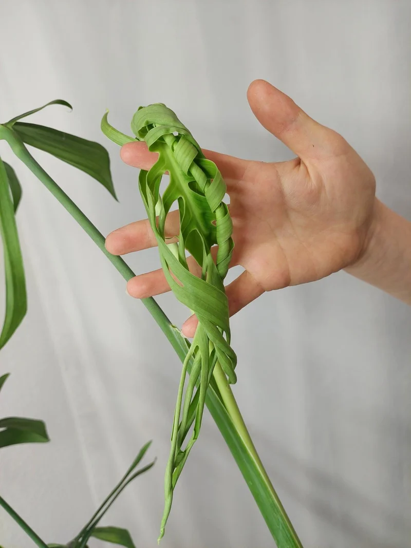 Monstera Croatii XXL