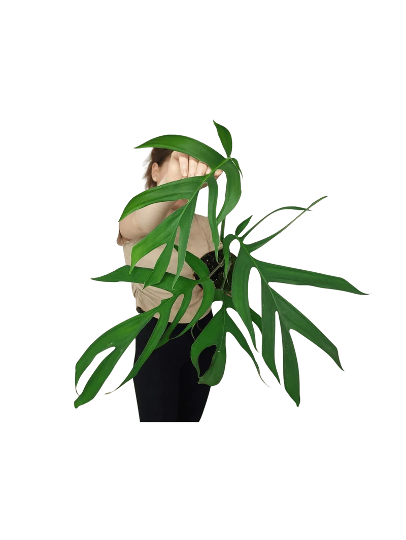 Monstera Croatii