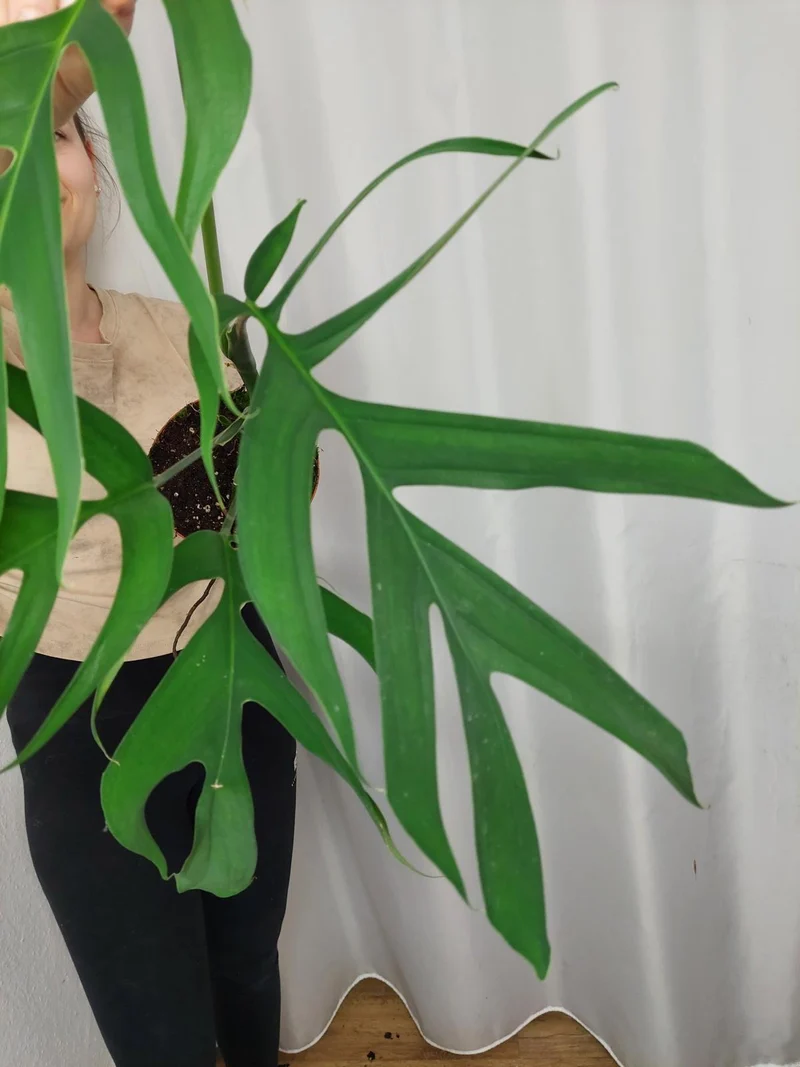 Monstera Croatii