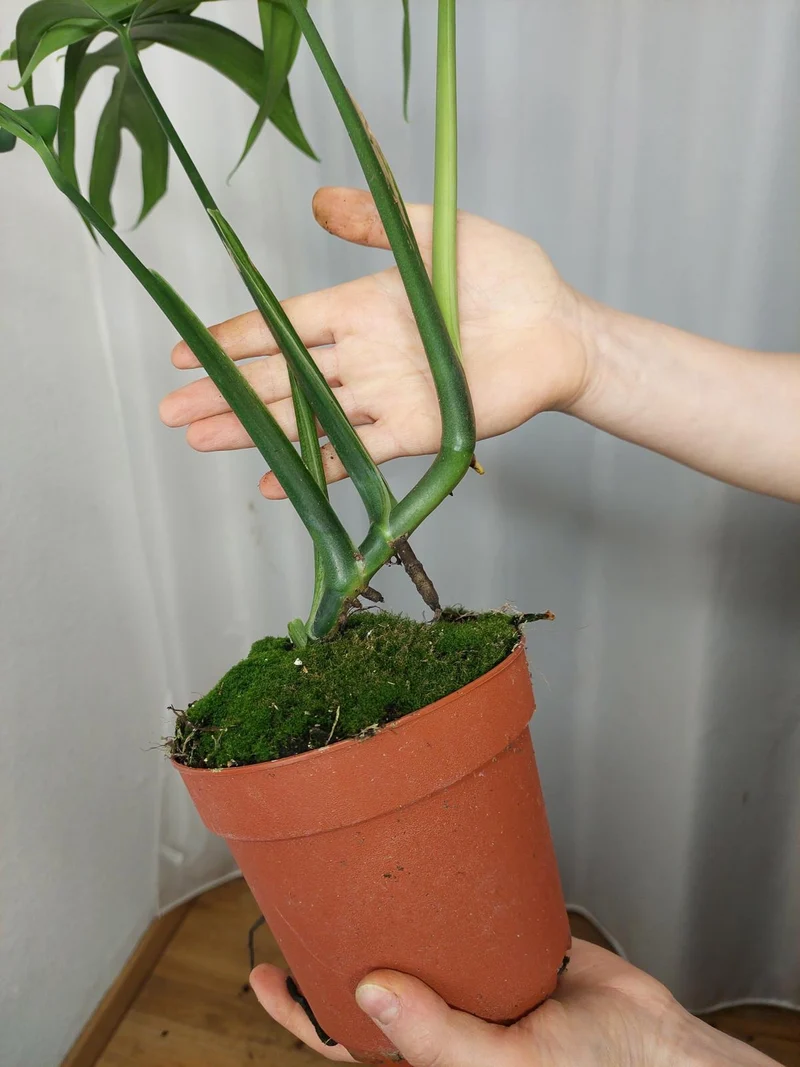 Monstera Croatii