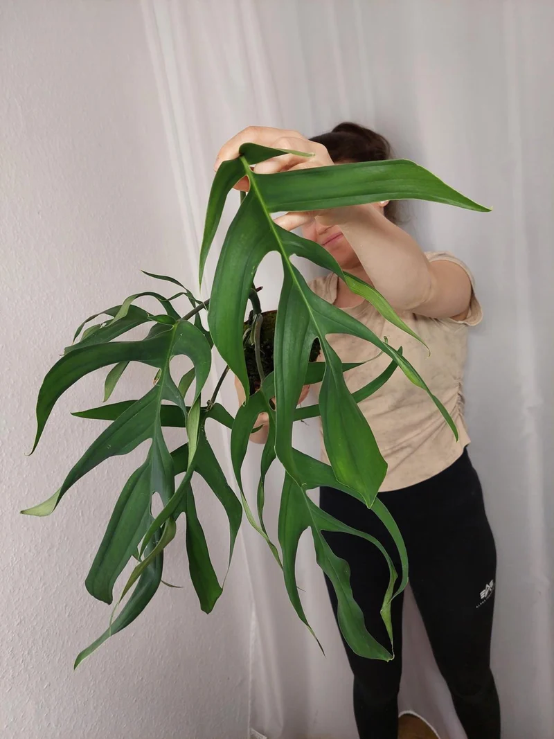Monstera Croatii