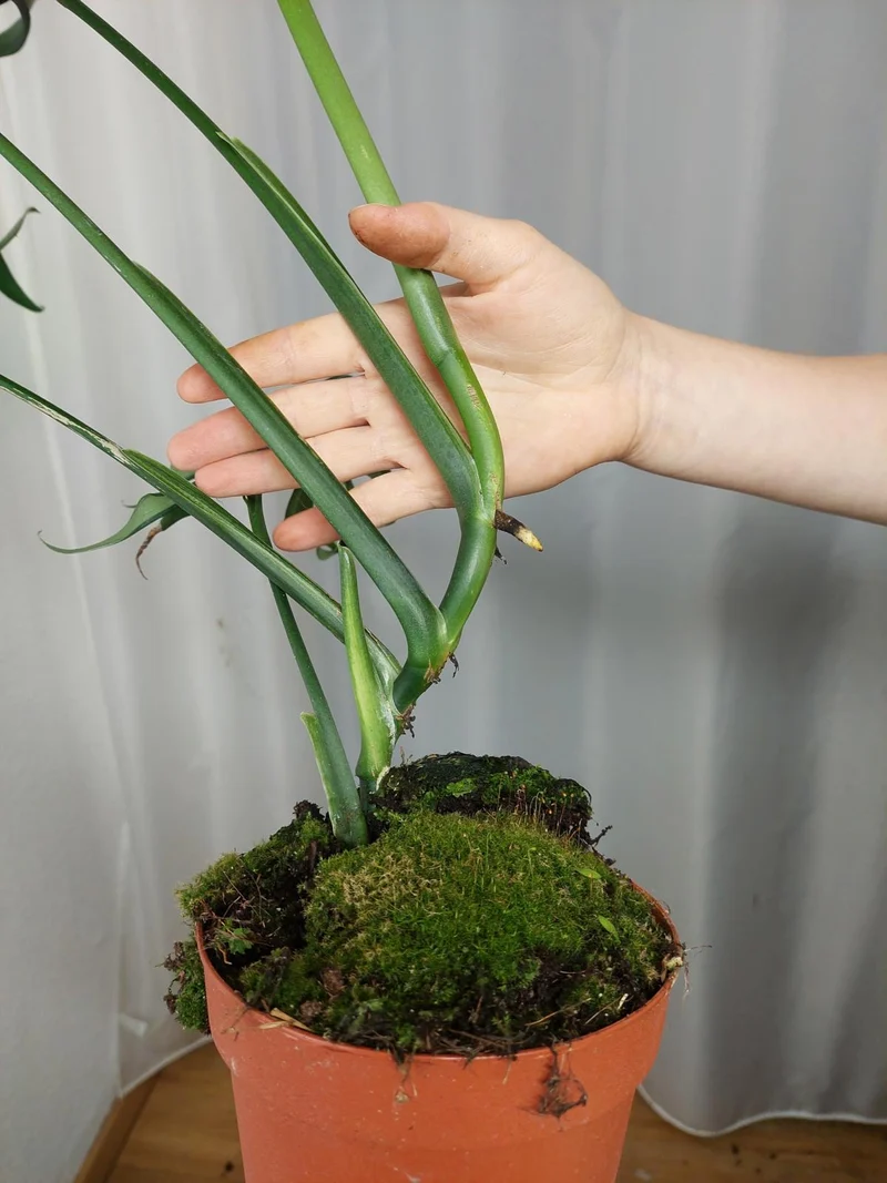 Monstera Croatii