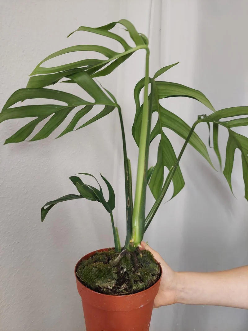 Monstera Croatii